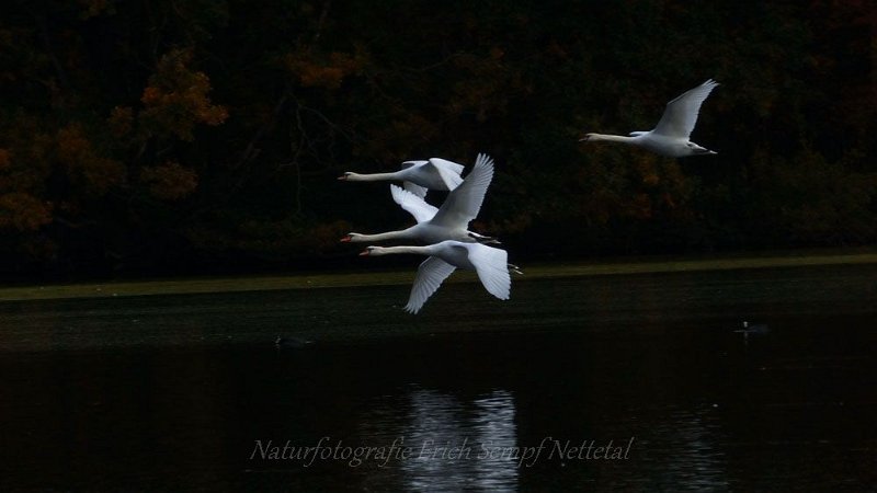 Schwaene Naturpark Maas Schwalm Nette